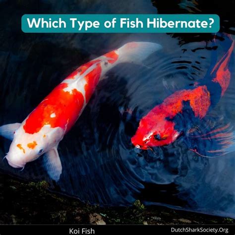 do fishes hibernate